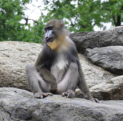 Mandrill_Berlin_Zoo.jpg